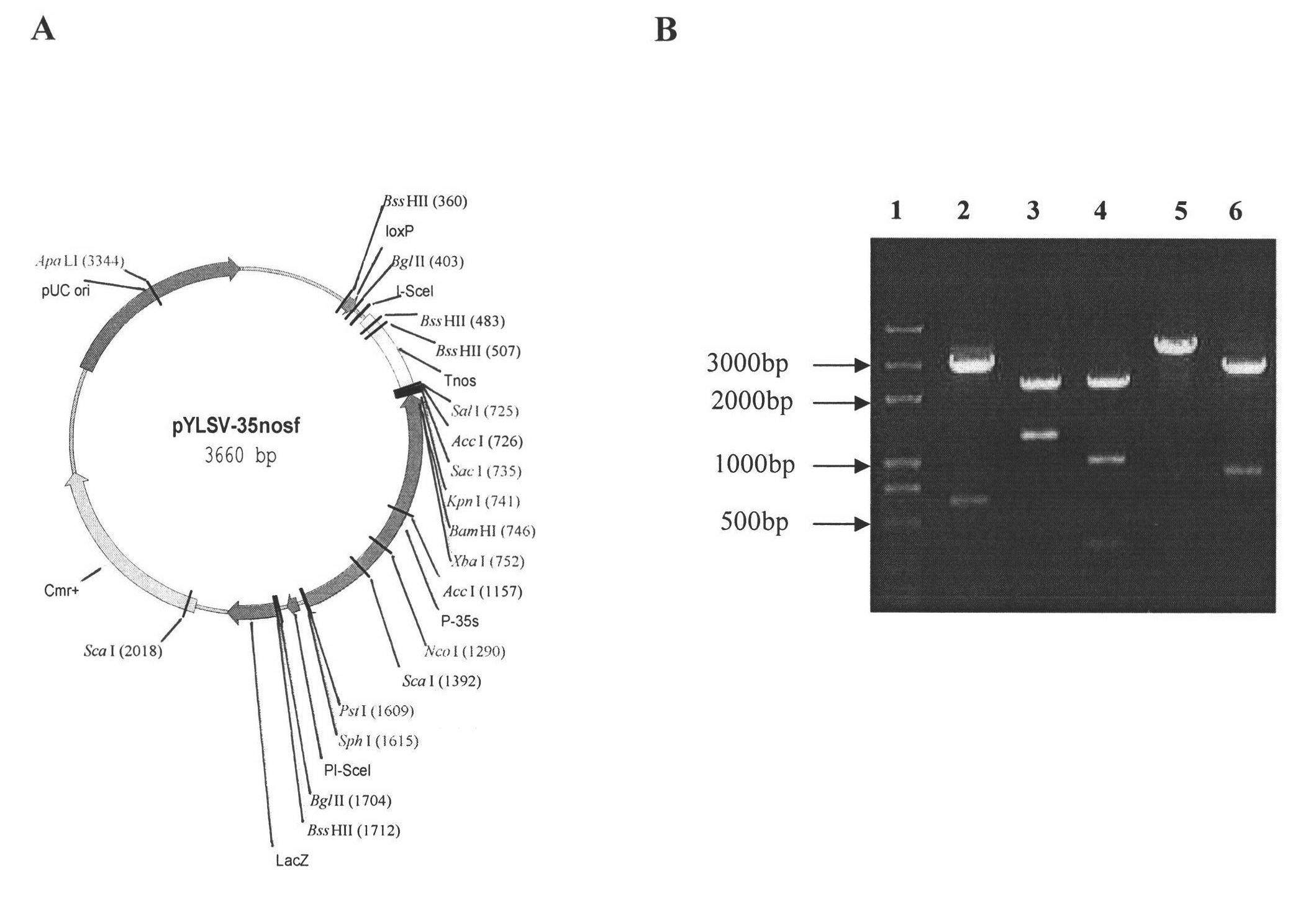 DNA (Deoxyribonucleic Acid) molecule related to photosynthesis and application thereof