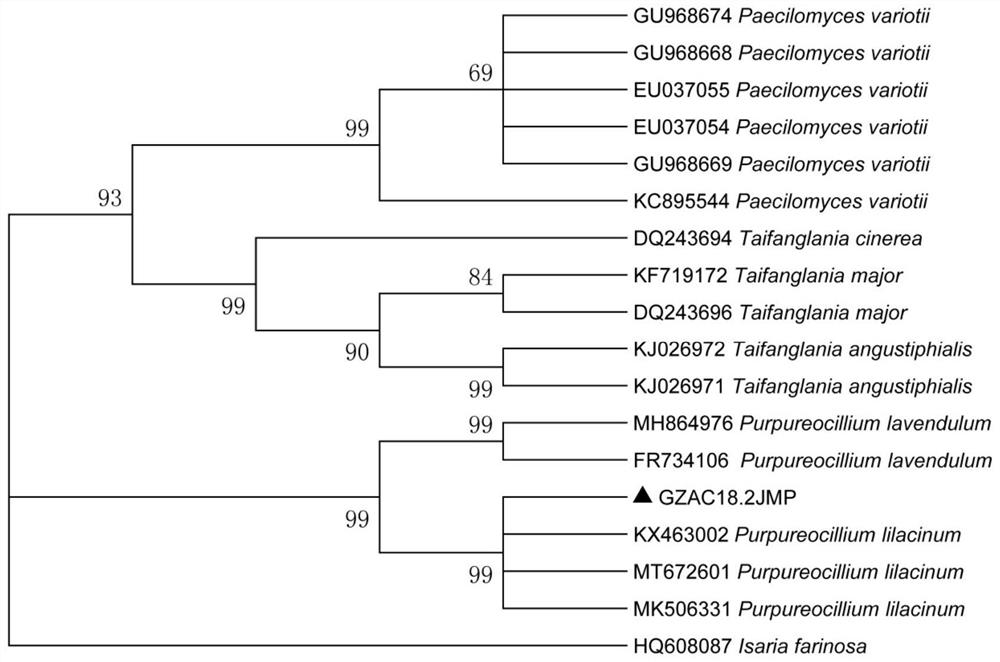 Purpureocillium lilacinum and application thereof in chicken feather degradation