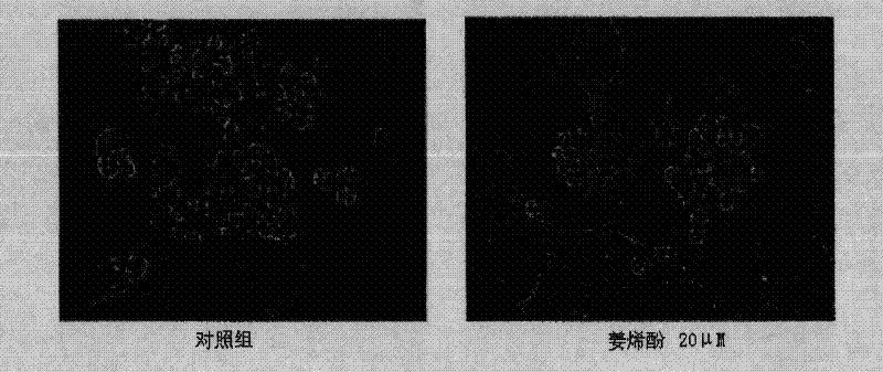 Pharmaceutical composition containing ginger extract or shogaol