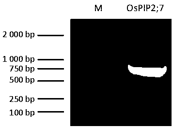 Rice aquaporin gene OsPIP2;7 plant expression vector and application thereof