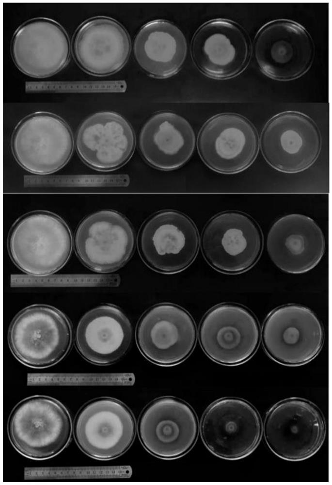 Method for preparing bactericide for inhibiting botrytis cinerea and application