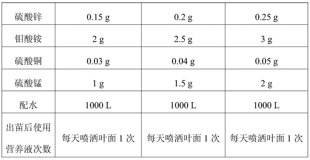 Cultivating method for intermediate propagation of tetrastigma planicaule