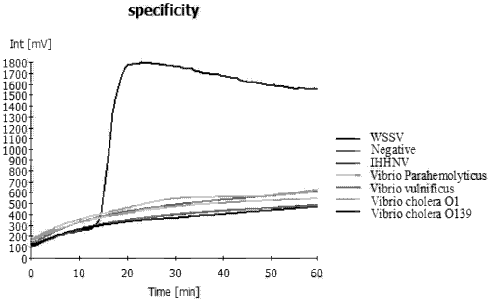 LAMP detection primer group and kit for white spot syndrome virus (WSSV)