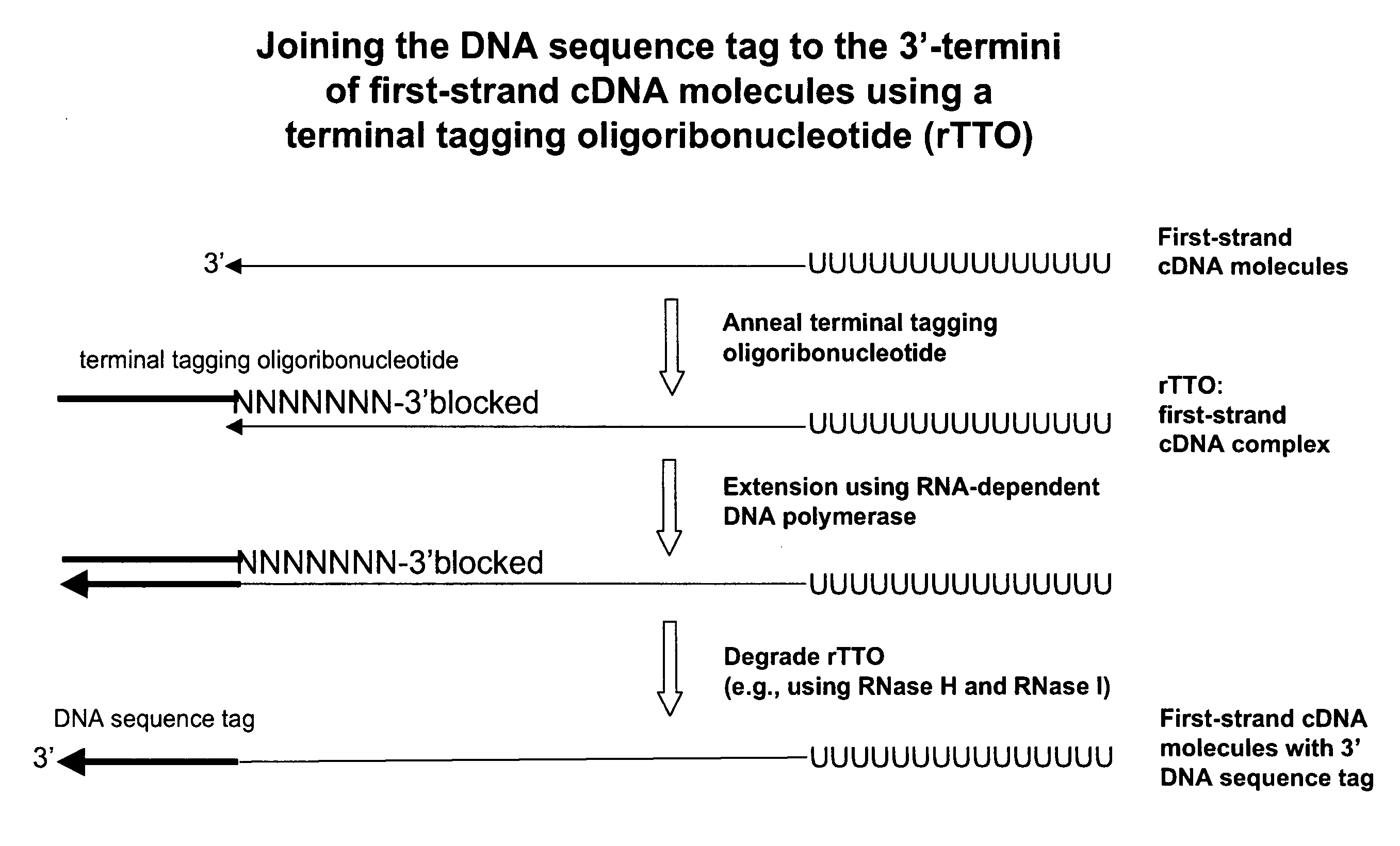 Synthesis of tagged nucleic acids