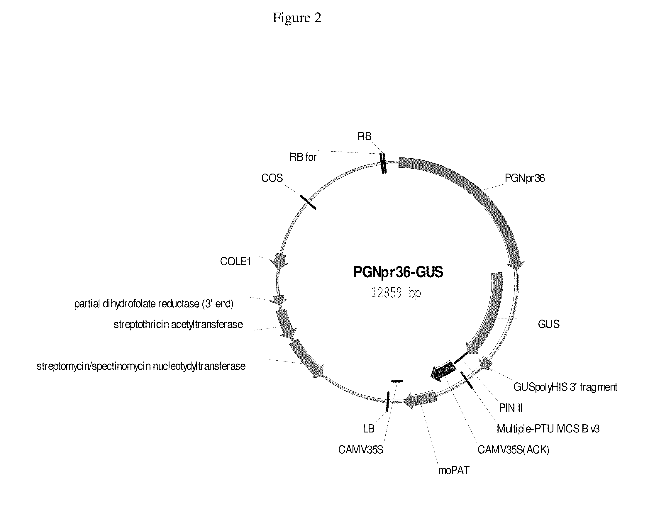 Regulatory region preferentially expressing to seed embryo and method of using same