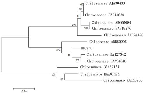 A kind of chitosanase csnq and its application
