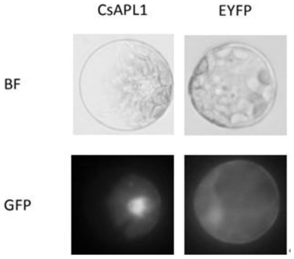 A kind of transcription factor csapl1 isolated from the glandular trichomes of cannabis and its application