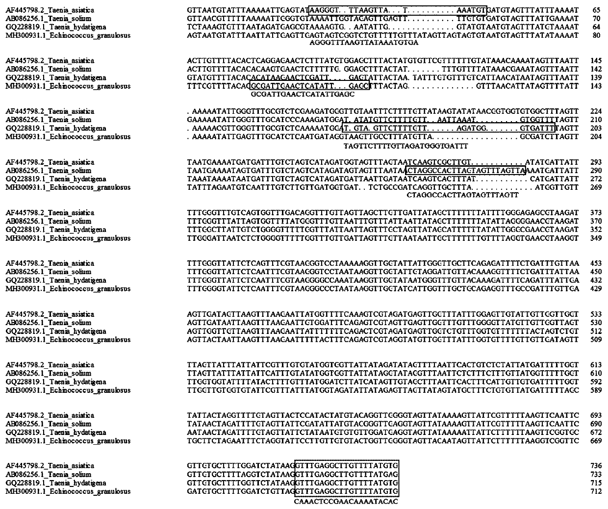 Primers, kit and identifying method for simultaneously and rapidly identifying 4 types of taenia solium larvae