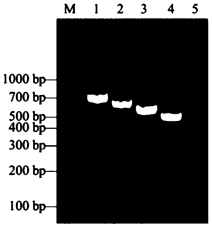 Primers, kit and identifying method for simultaneously and rapidly identifying 4 types of taenia solium larvae