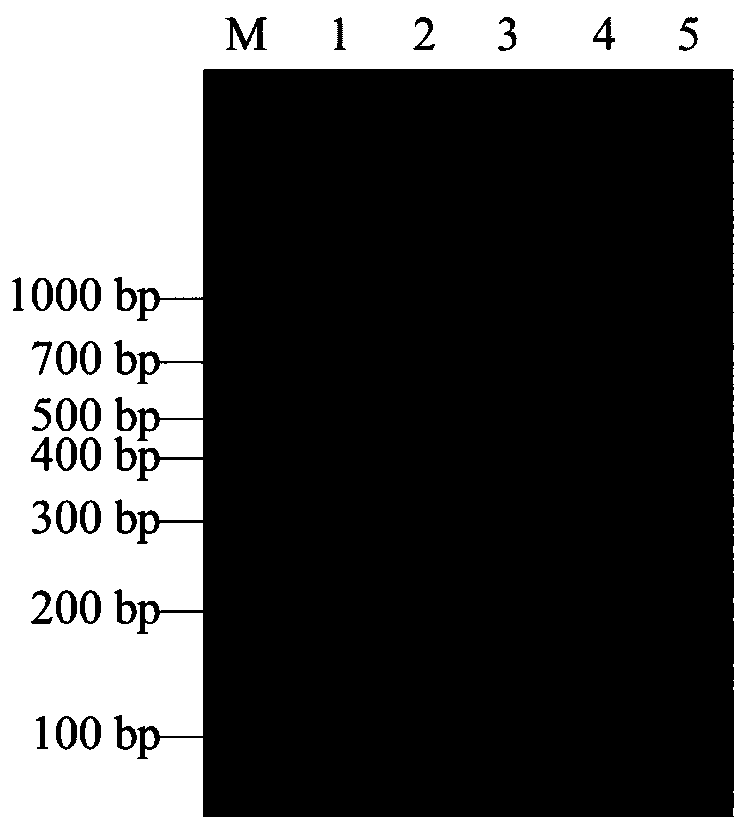 Primers, kit and identifying method for simultaneously and rapidly identifying 4 types of taenia solium larvae