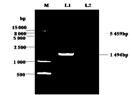 Escherichia coli engineering bacteria and preparation method and applications thereof