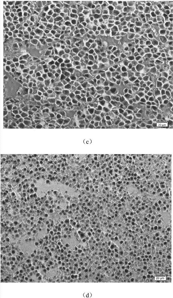 Acute monocytic leukemia-associated antigen MLAA-34 epitope polypeptide, and vaccine and pharmaceutical application of acute monocytic leukemia-associated antigen MLAA-34 epitope polypeptide