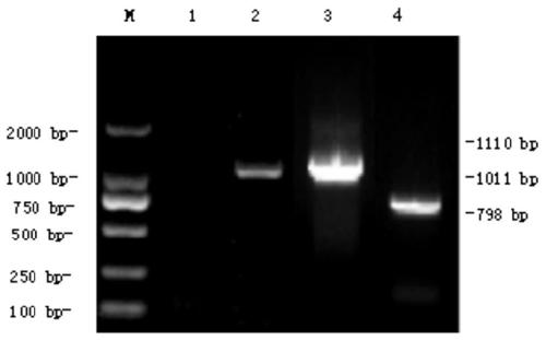 Establishment and application of surface display C type clostridium perfringens alpha and beta toxin protein recombinant lactobacillus plantarum