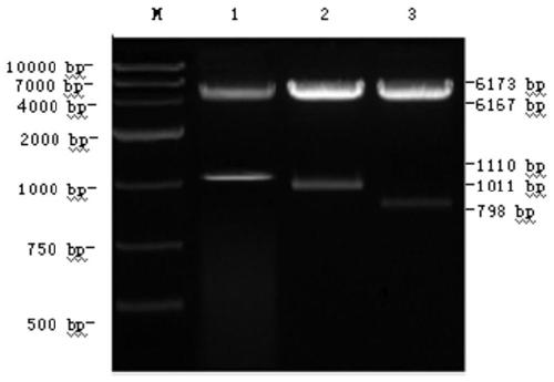 Establishment and application of surface display C type clostridium perfringens alpha and beta toxin protein recombinant lactobacillus plantarum
