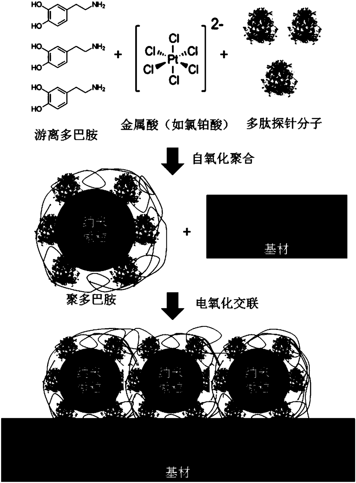 A kind of preparation method of electrochemical sensor with surface-immobilized polypeptide probe