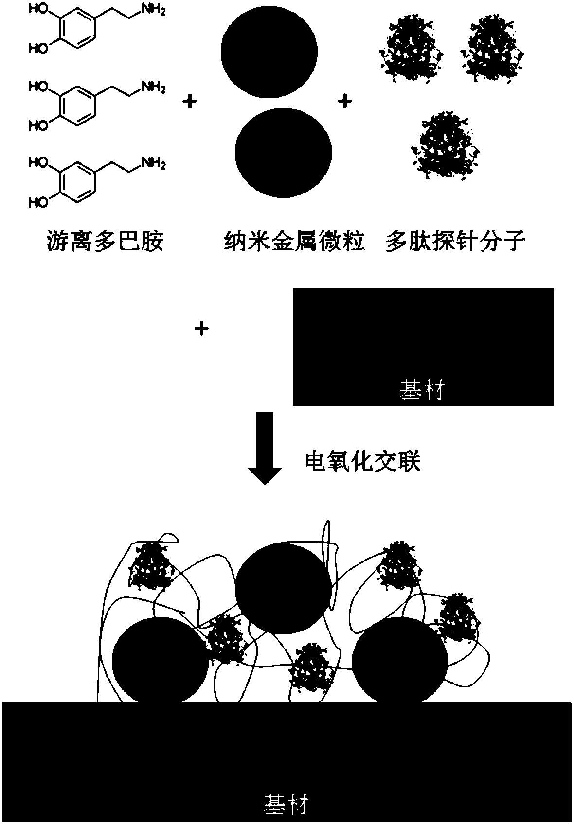 A kind of preparation method of electrochemical sensor with surface-immobilized polypeptide probe