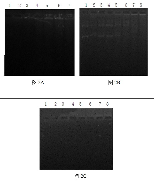 Nanoparticle gene delivery system of cationized lycium barbarum polysaccharides and preparation method thereof
