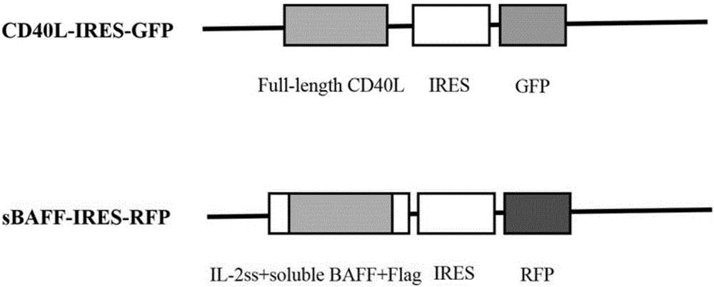 Application of soluble protein BAFF in B cell in-vitro culture and proliferation