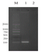 Citrobacter freundii fluorescent quantitative PCR diagnostic reagent kit