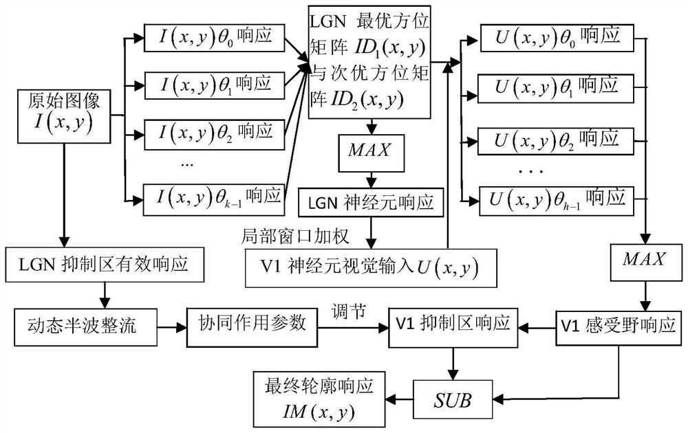 A Contour Detection Method Based on the Synergistic Action of Multi-level Inhibition Zones in the Visual Pathway