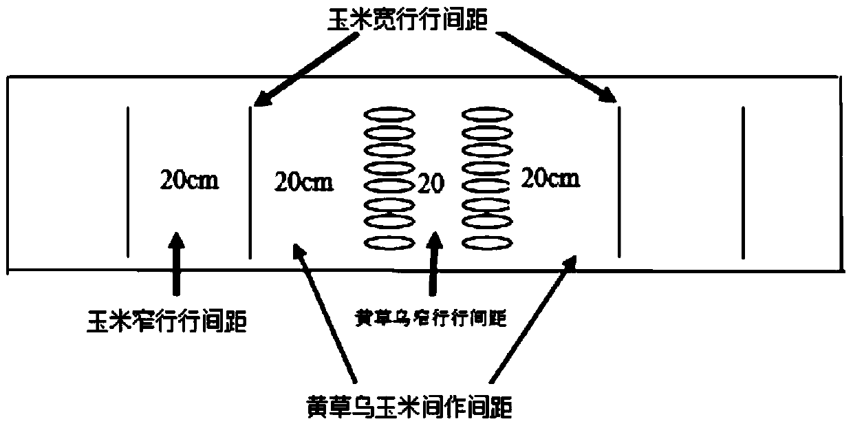 Composite method for improving economic benefits of aconitum vilmorinianum kom