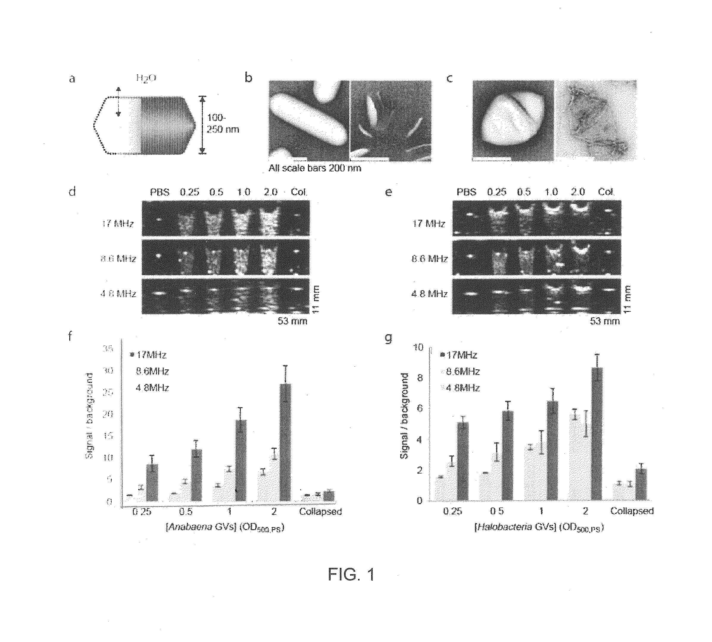 Gas vesicle ultrasound contrast agents and methods of using the same