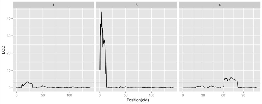 A method for identifying QTLs and genes associated with cucumber tender peel color