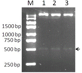 Thioether monooxygenase PMO-3546 and application thereof