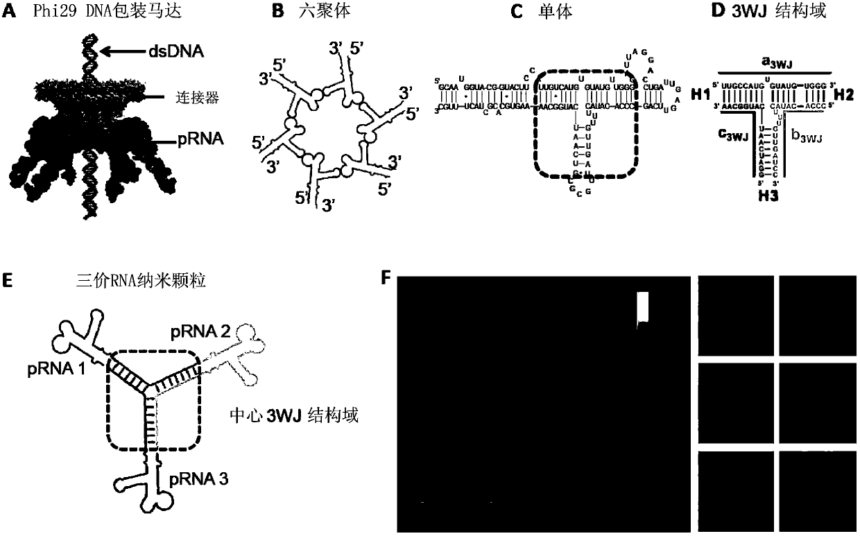 PRNA mutlivalent junction domain for use in stable multivalent RNA nanoparticles