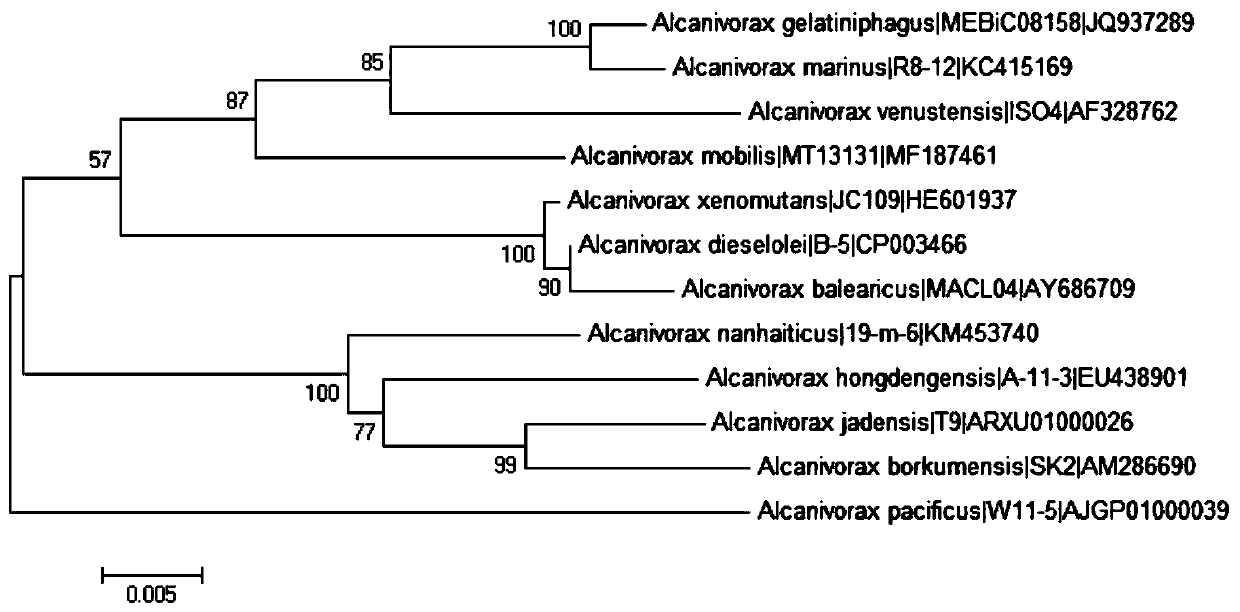 Polycyclic aromatic hydrocarbon degrading bacterium, screening method and application thereof