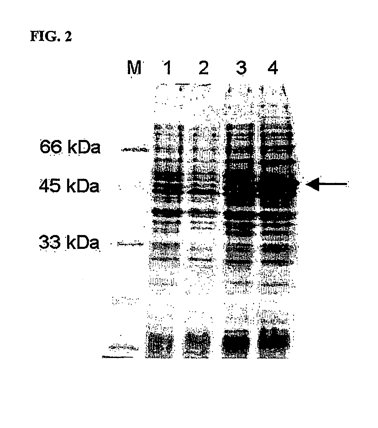 Novel aminopeptidase derived from bacilius licheniformis, gene encoding the aminopeptidase, expression vector containing the gene, transformant and method for preparation thereof