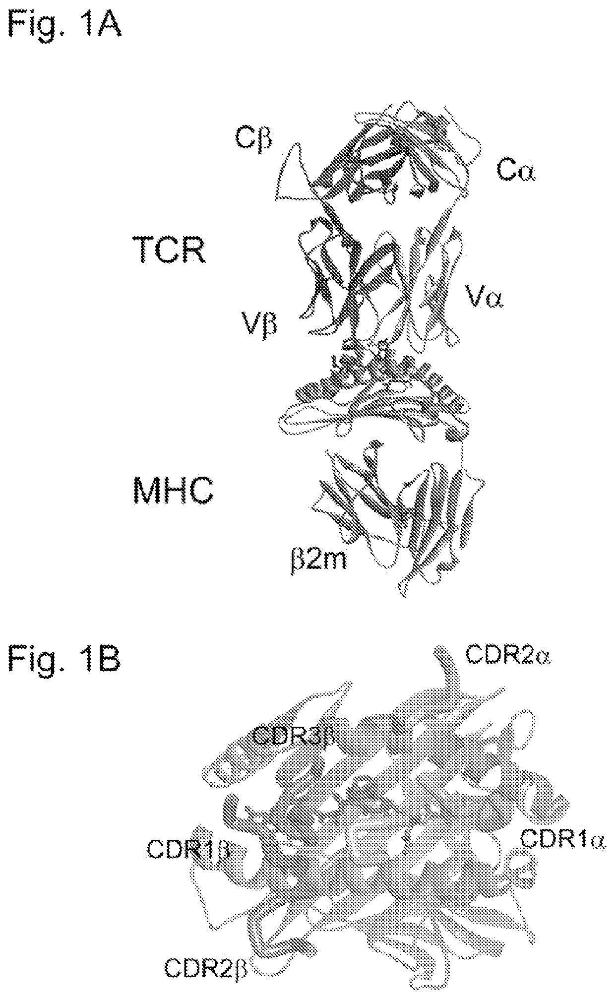 Molecular constructs and uses thereof