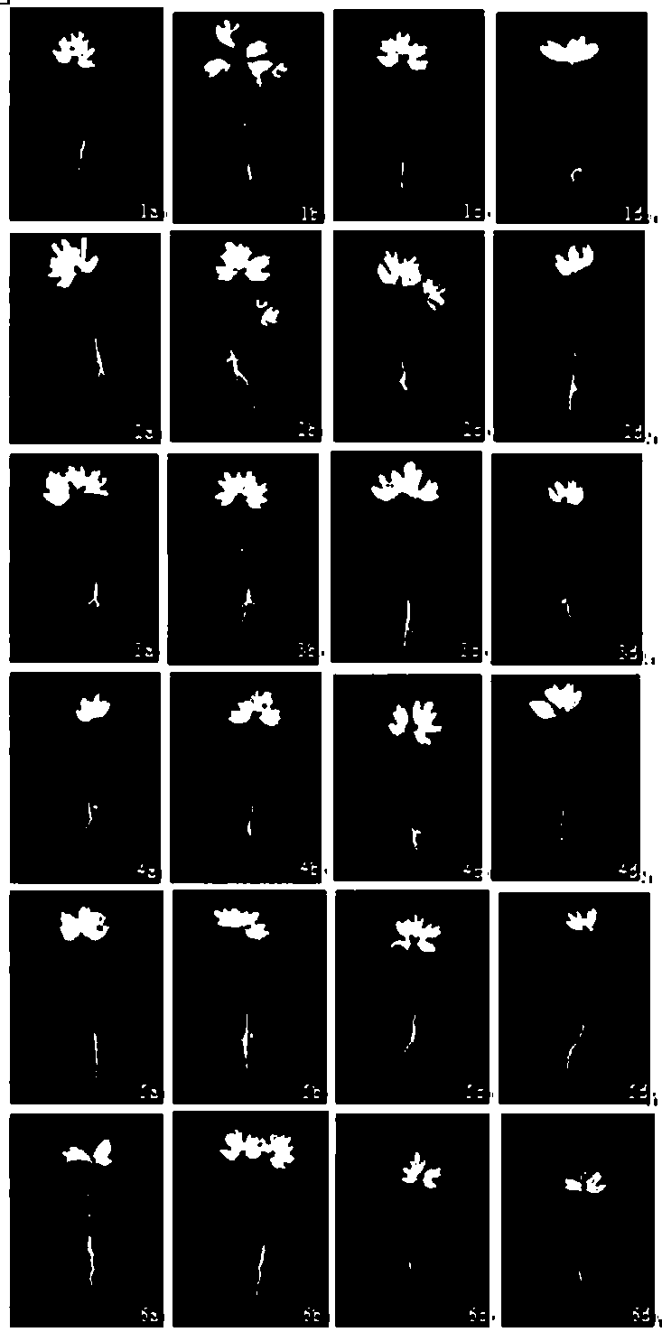 Planting method for relieving dormancy of 'paeonia ostii' in natural state