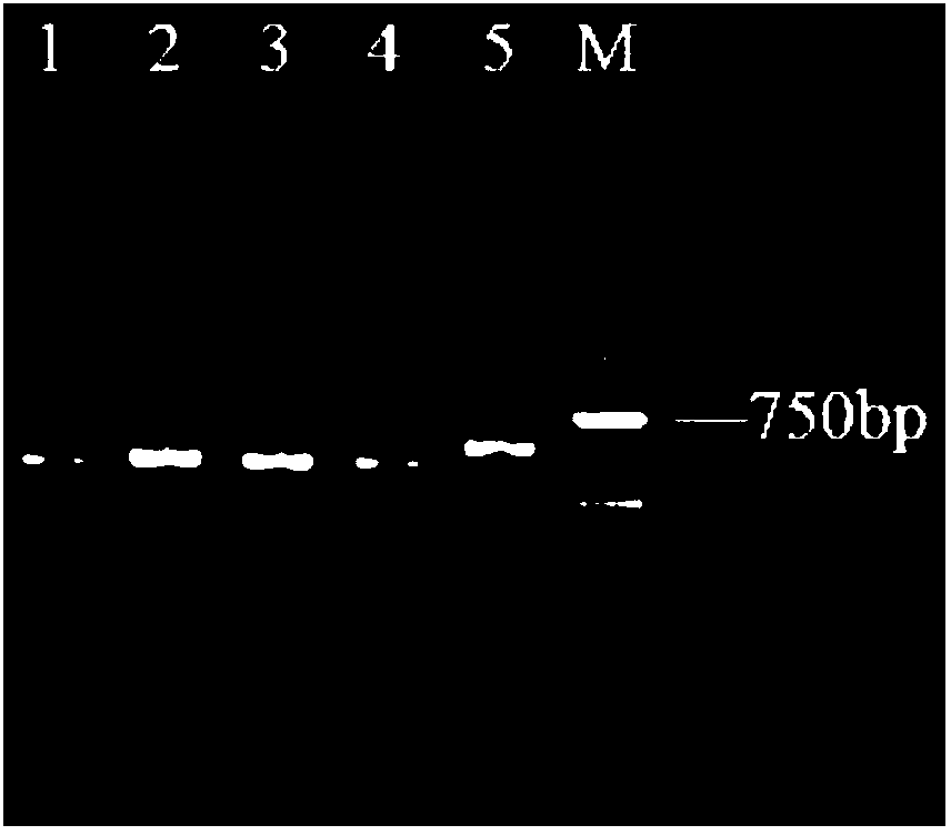 Characteristic nucleotide sequence, nucleic acid molecular probes, kit and method for identifying branch caterpillar fungus