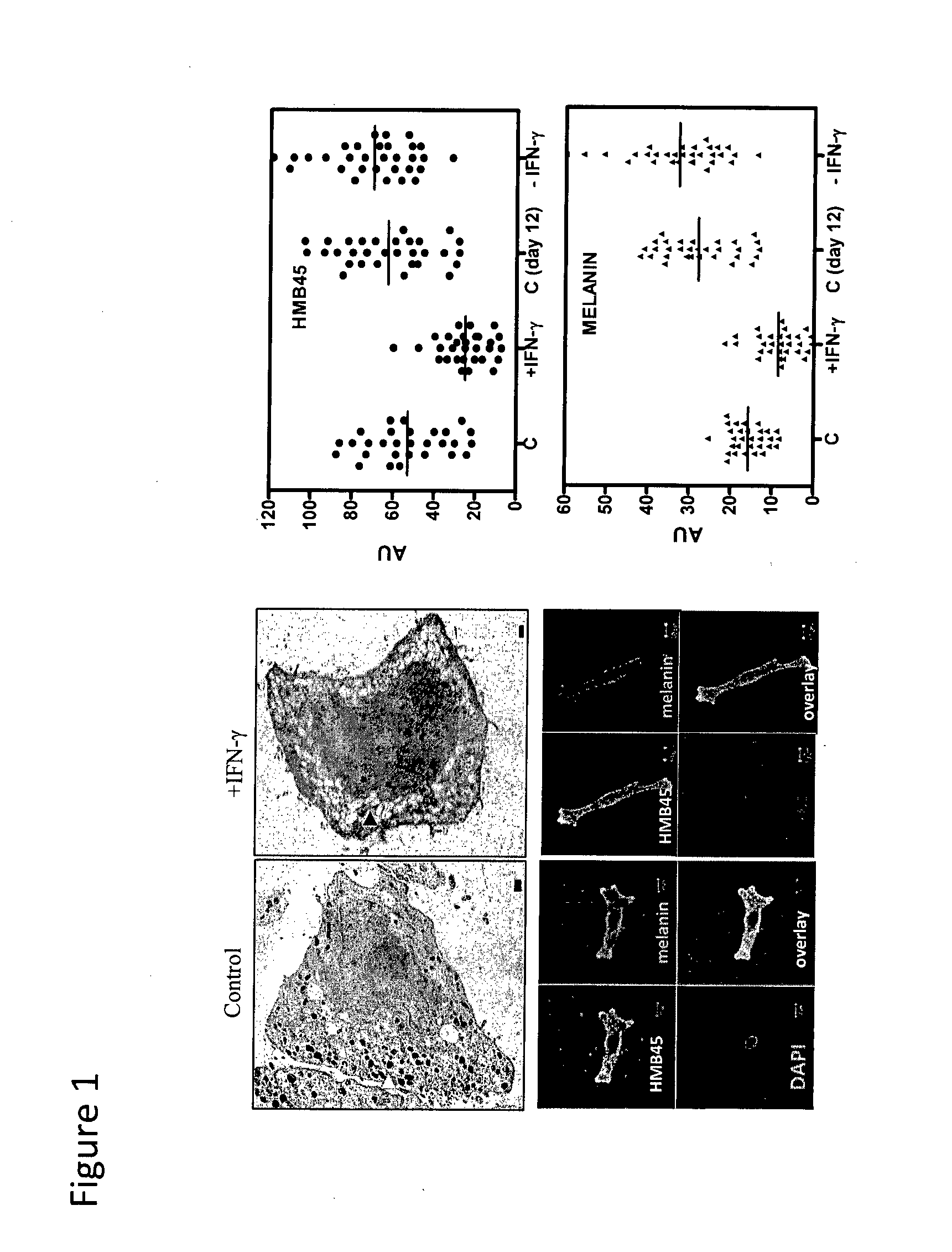 Method to modulate pigmentation process in the melanocytes of skin