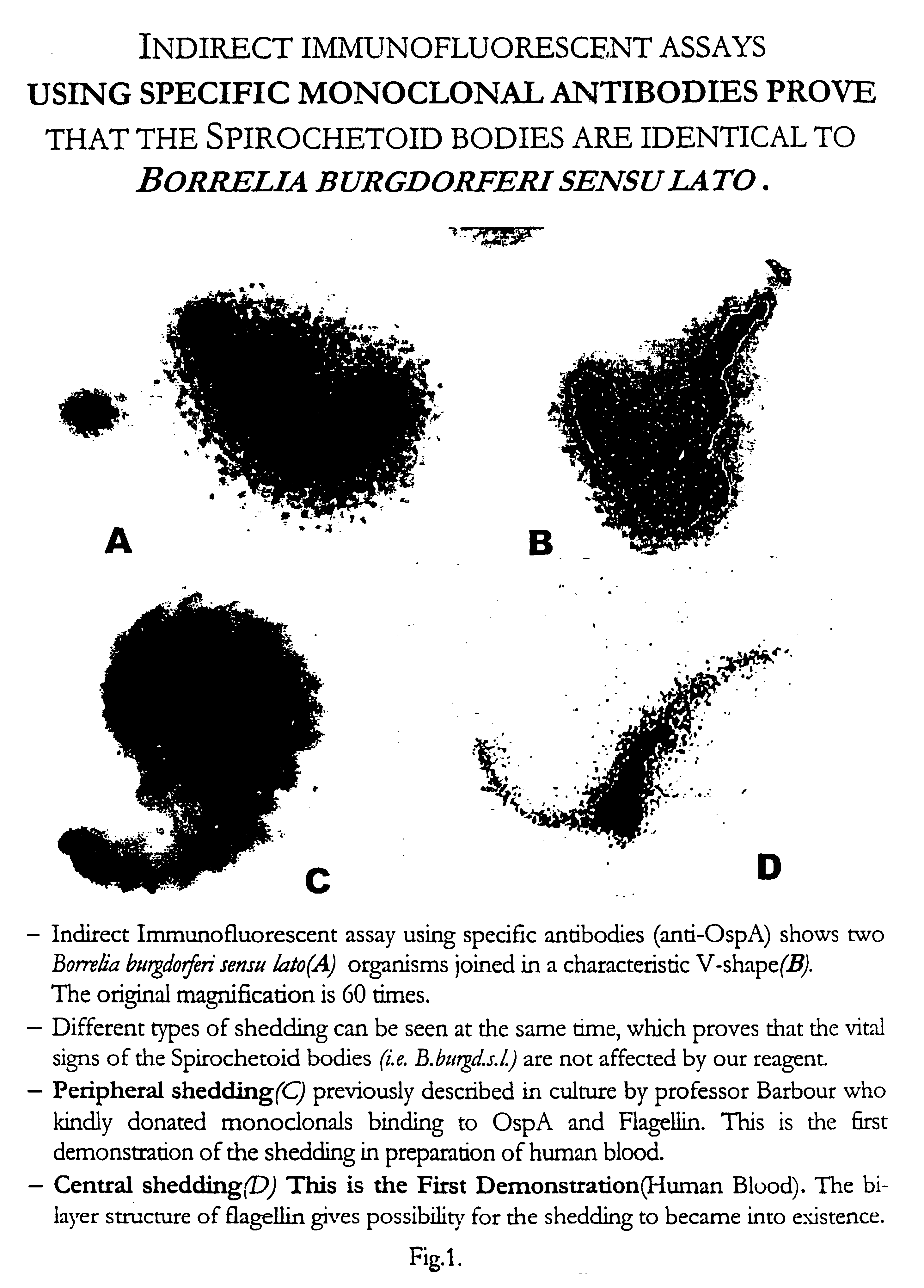 Reagent and procedure for the detection of pathogens, especially spirochetes from body fluids