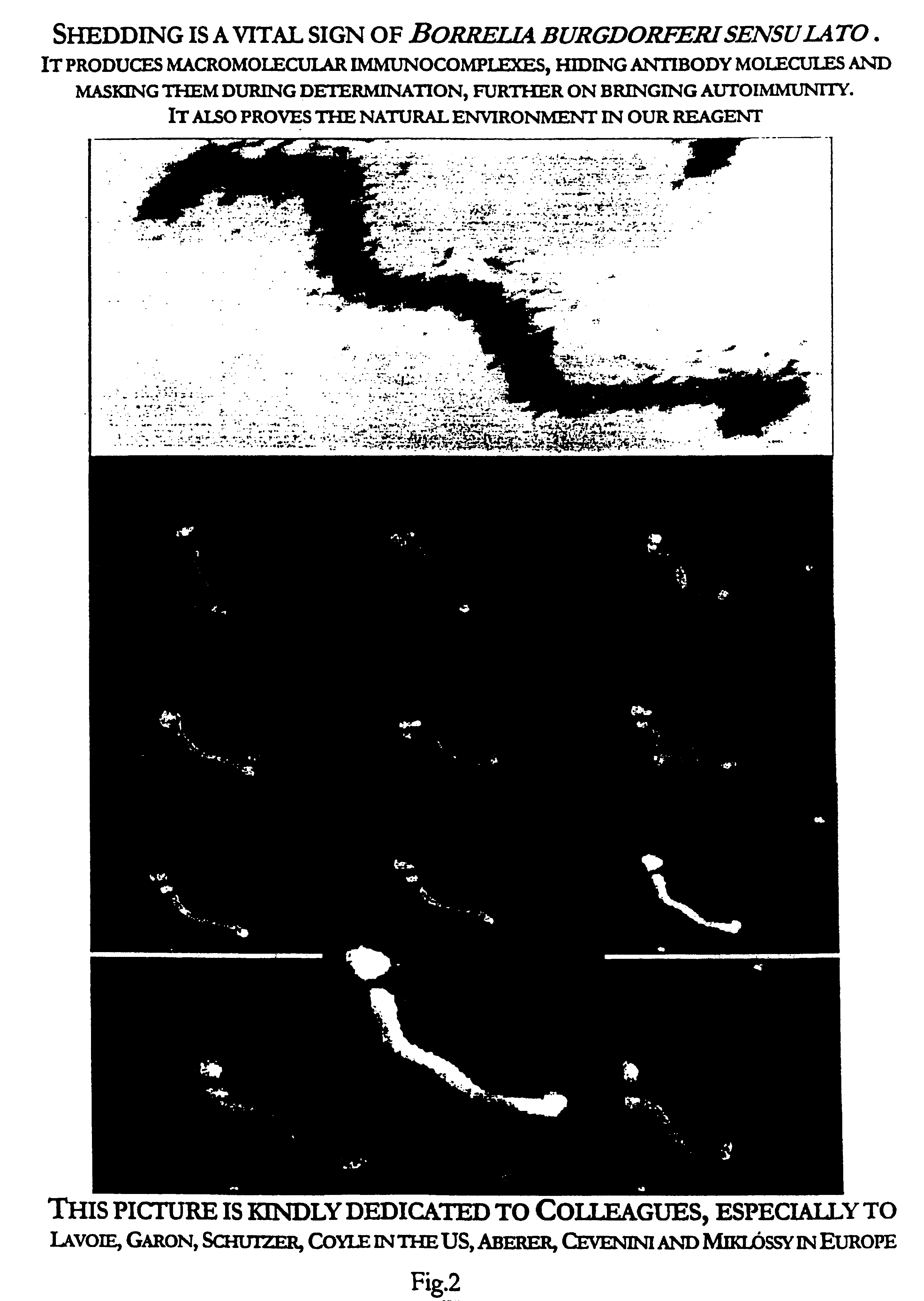 Reagent and procedure for the detection of pathogens, especially spirochetes from body fluids