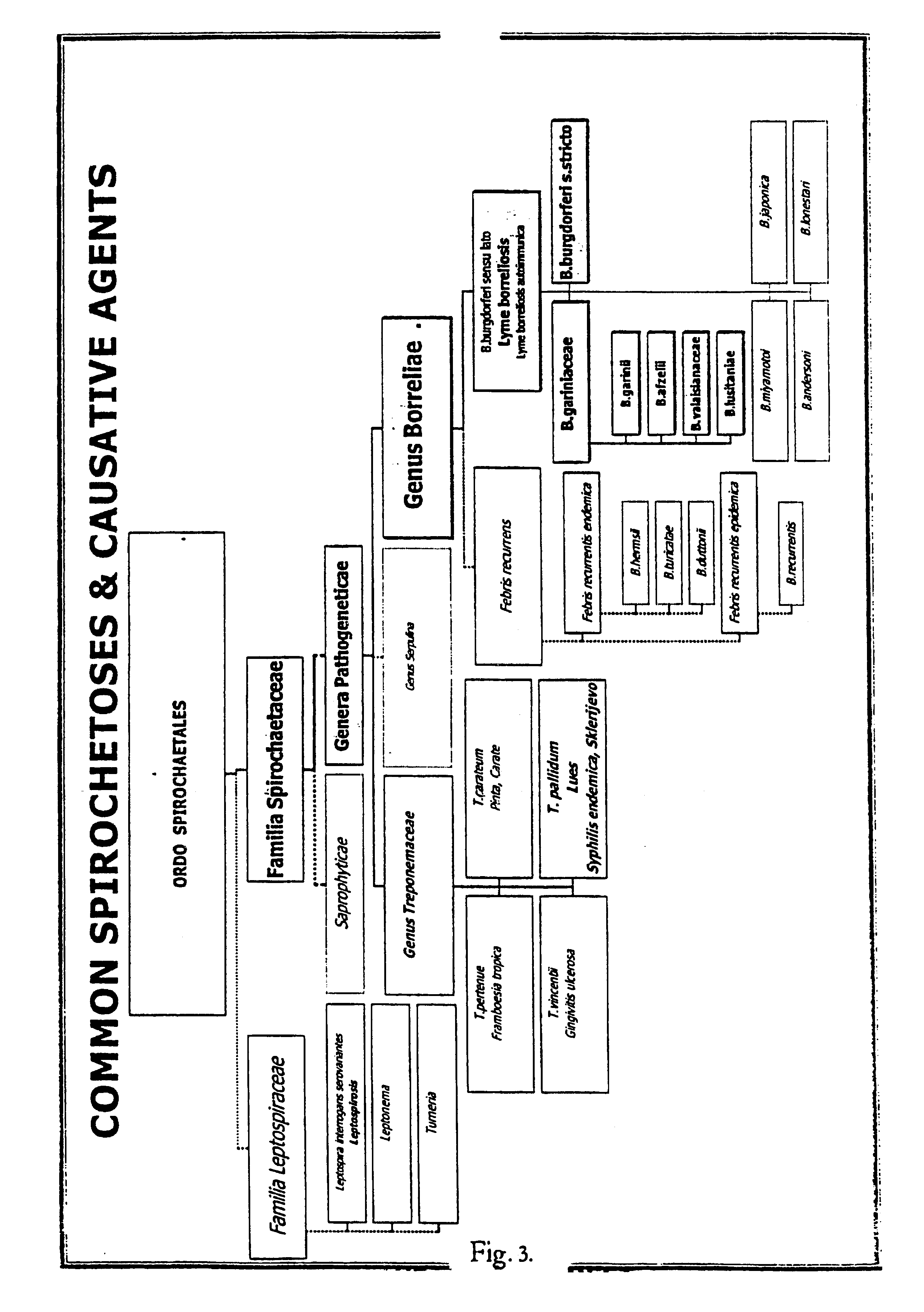 Reagent and procedure for the detection of pathogens, especially spirochetes from body fluids