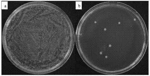 Preparation method of chitosan / molybdenum disulfide photocatalytic anti-microbial coating