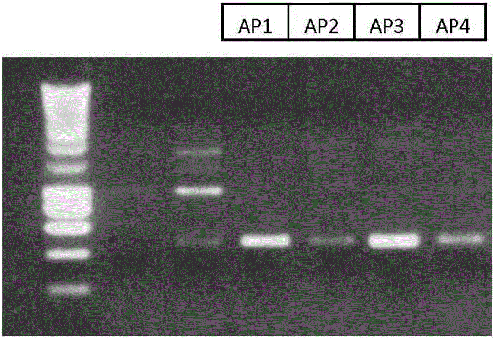 Novel arthrobacter gandavensis strains