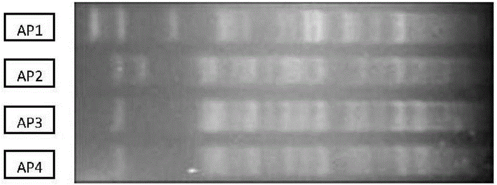 Novel arthrobacter gandavensis strains