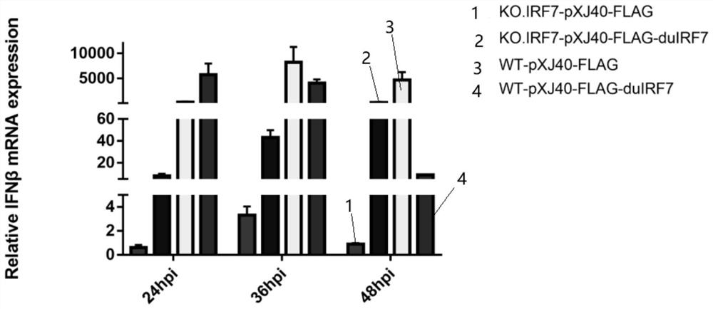 Cell line with sgRNA, plasmid and IRF7 function deficiency as well as construction method and application of cell line