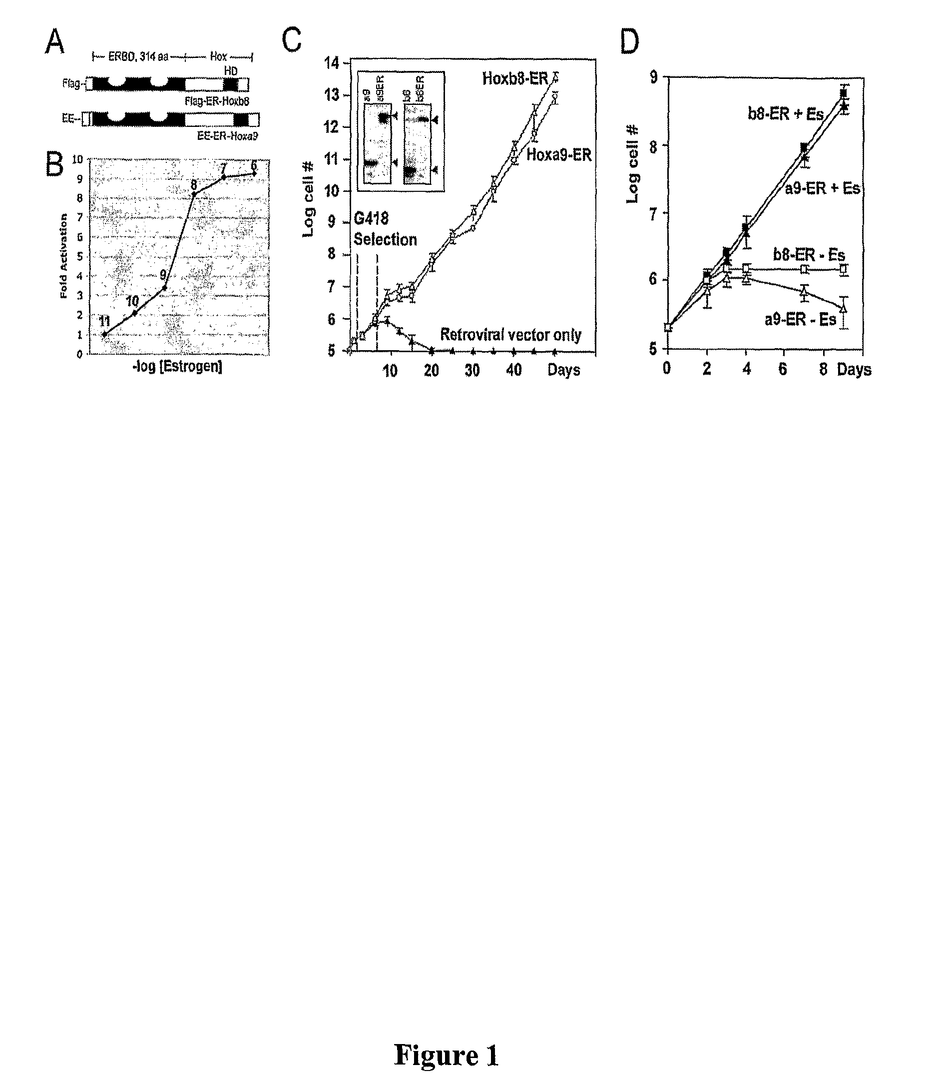 Derivation of unlimited quantities of neutrophils or monocyte/dendritic cells