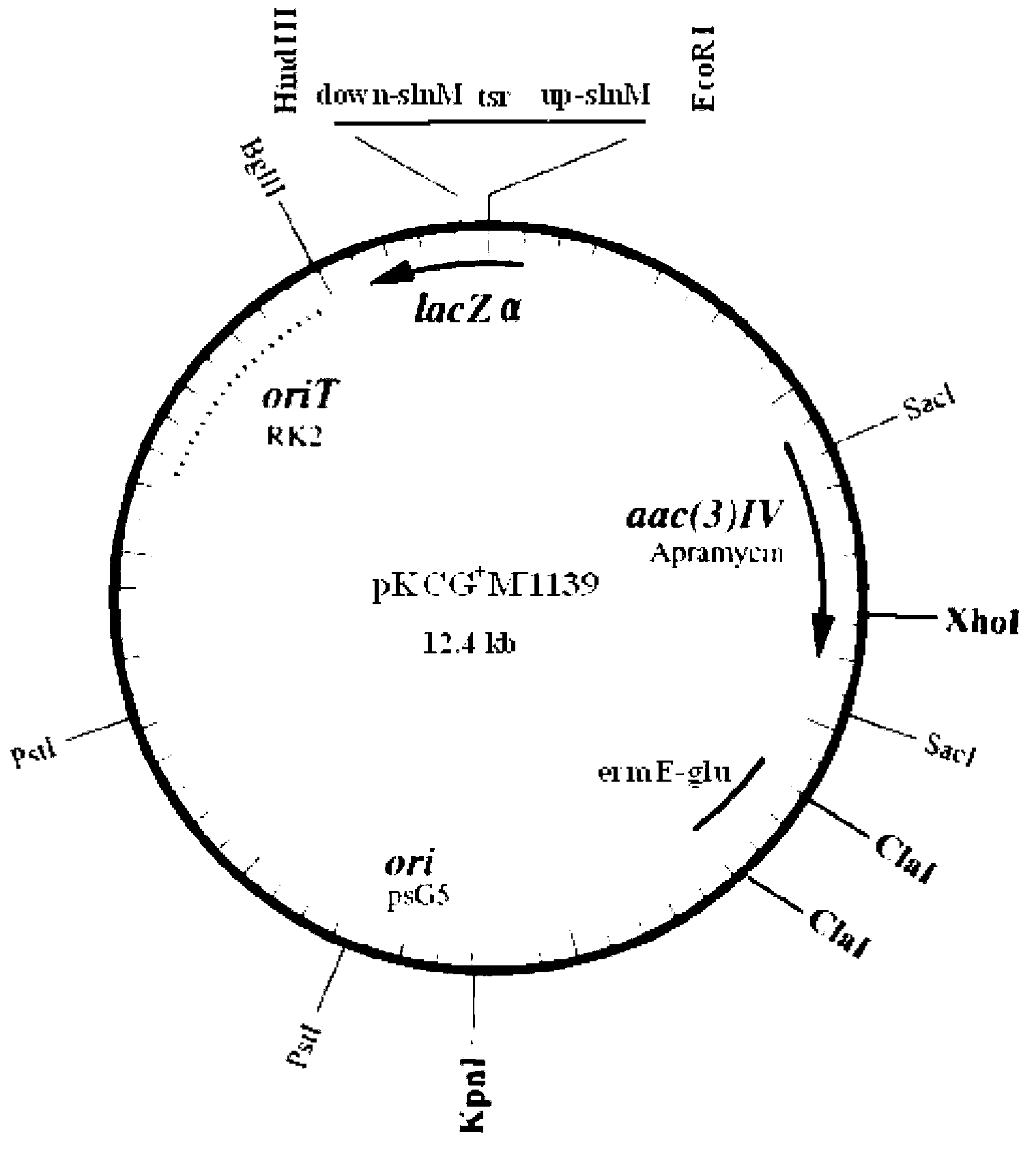 Vector for knocking out streptomycete gene as well as constructing method and application of same