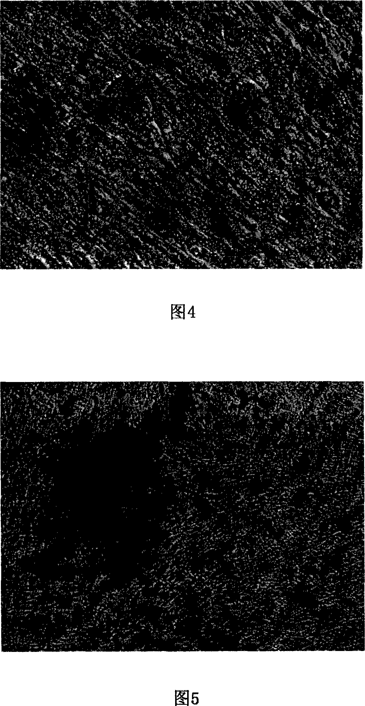 Method for culturing mesenchyme stem cell from oral cavity tissue