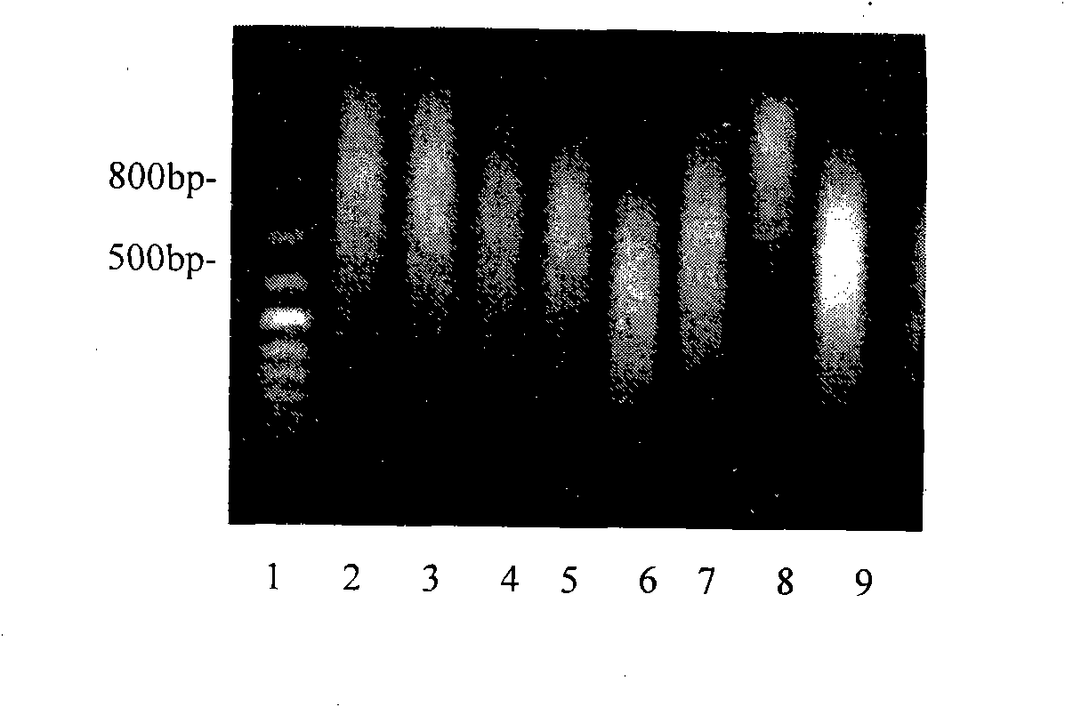 Vaccine product with respectively packaged freeze-dried vaccine and dilute solution thereof and method for preparing dilute solution