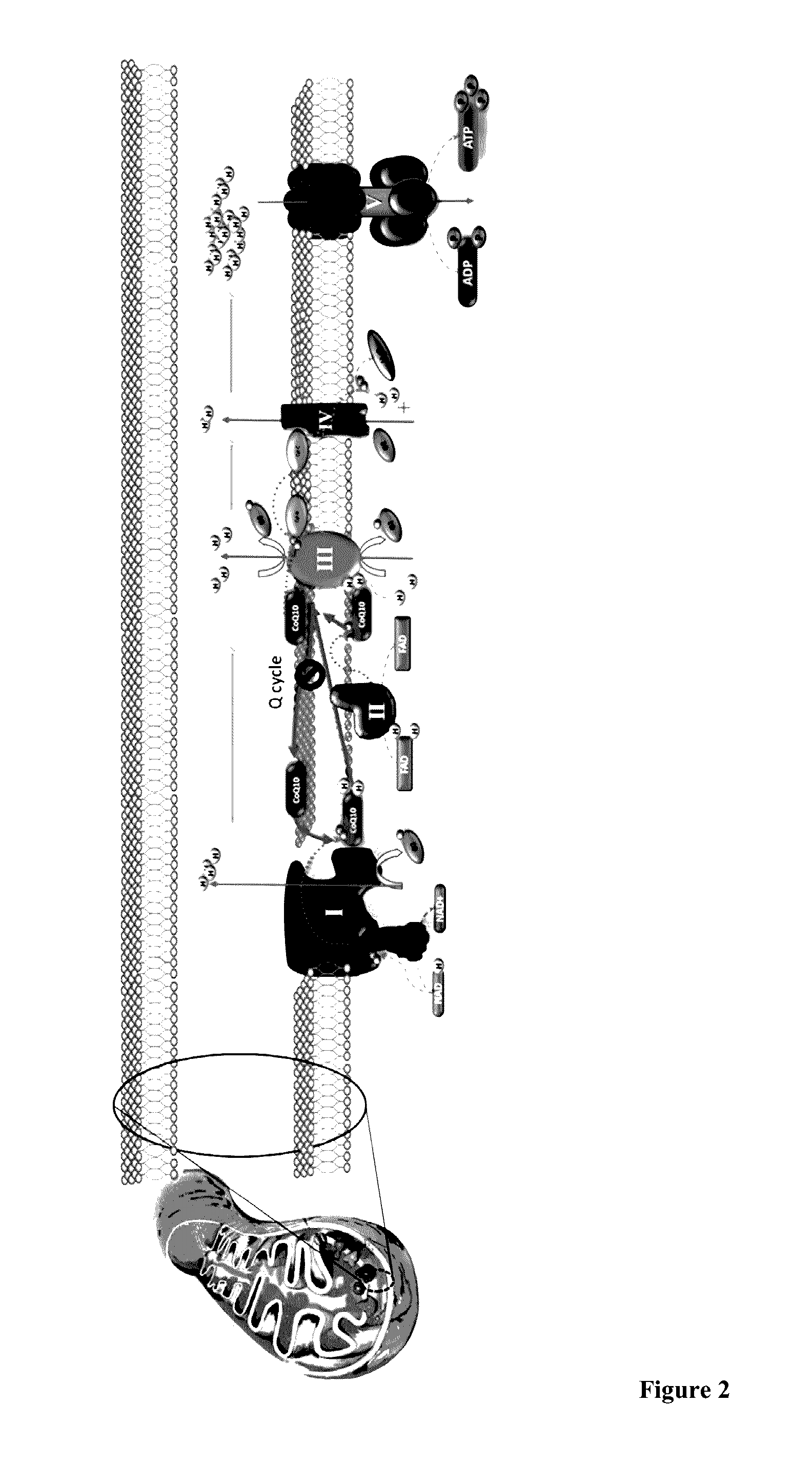 Compositions comprising vitamin c, vitamin e, and coenzyme q10 and use thereof for promoting female fertility and reproductive health