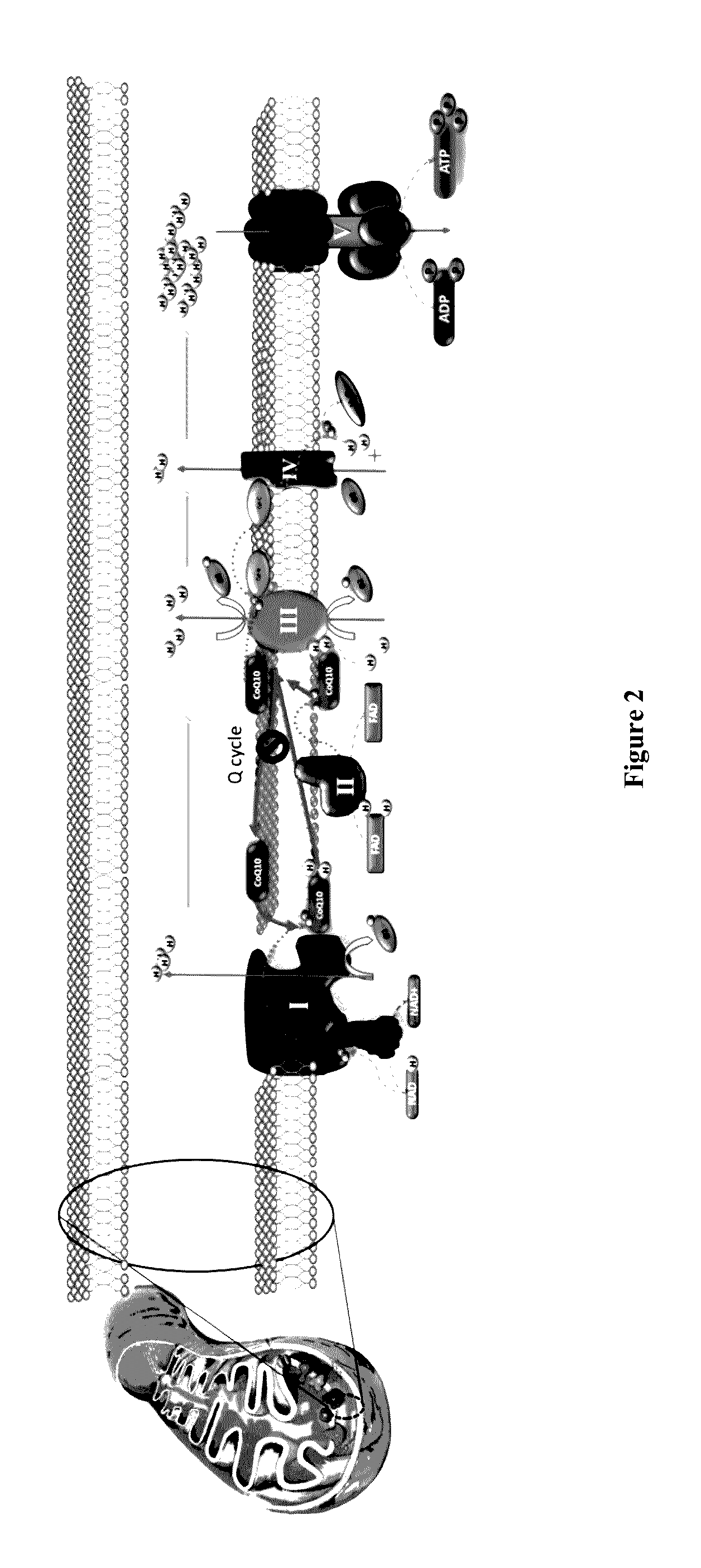 Compositions comprising vitamin c, vitamin e, and coenzyme q10 and use thereof for promoting female fertility and reproductive health