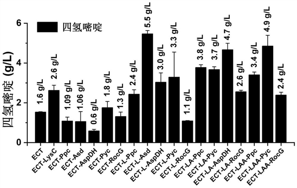 Method for constructing and optimizing ectoine producing engineering strain