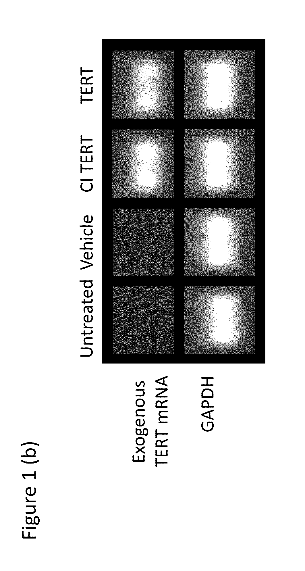 Compounds, Compositions, Methods, and Kits Relating to Telomere Extension